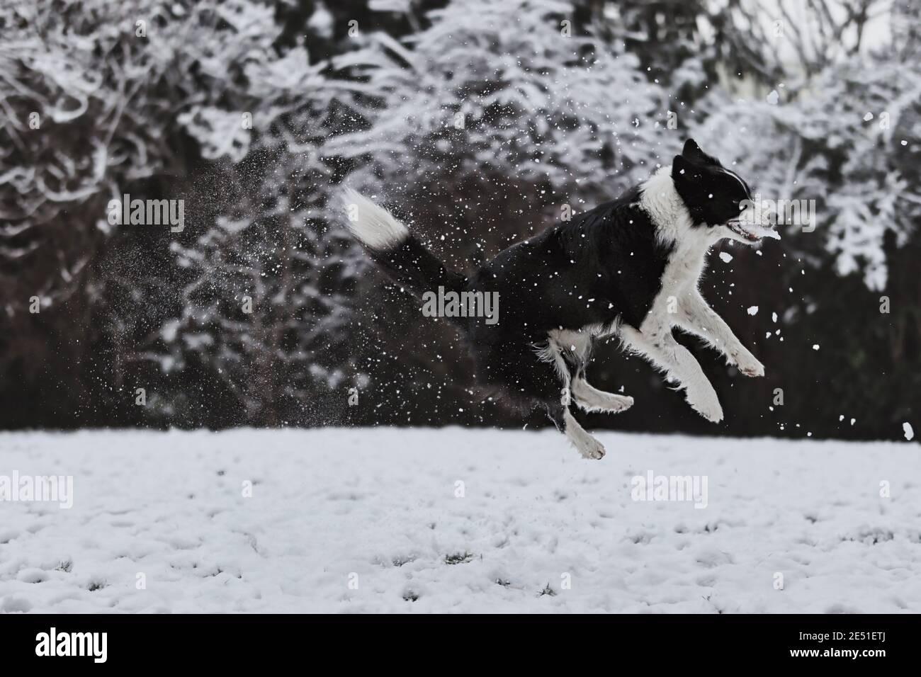 Jumping Border Collie im Wintergarten. Black and White Dog fängt Schnee während des Snowy Day. Stockfoto