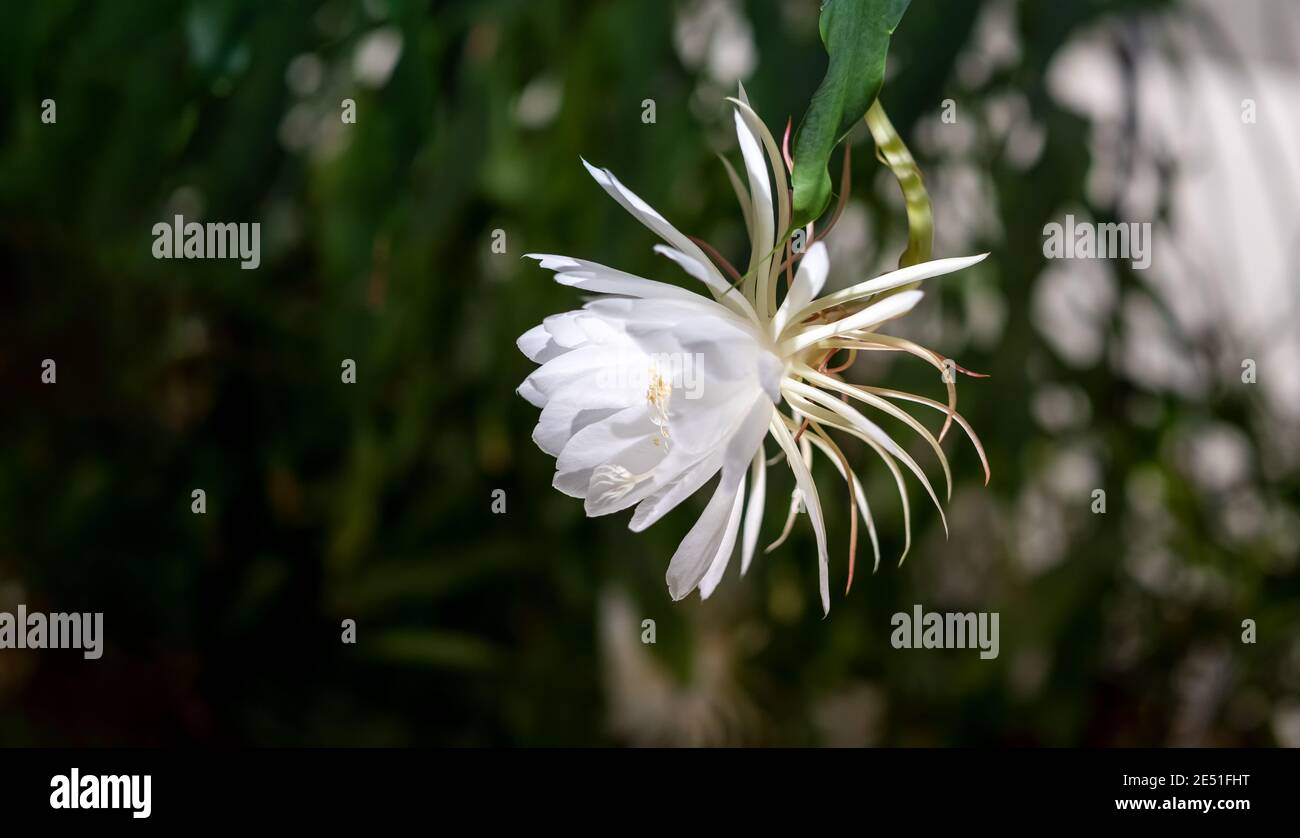 Seitenansicht einer weißen Blüte der Königin der Nacht (Epiphyllum oxypetalum) Kaktuspflanze, nachtblühend, mit bezaubernd duftender Large Stockfoto