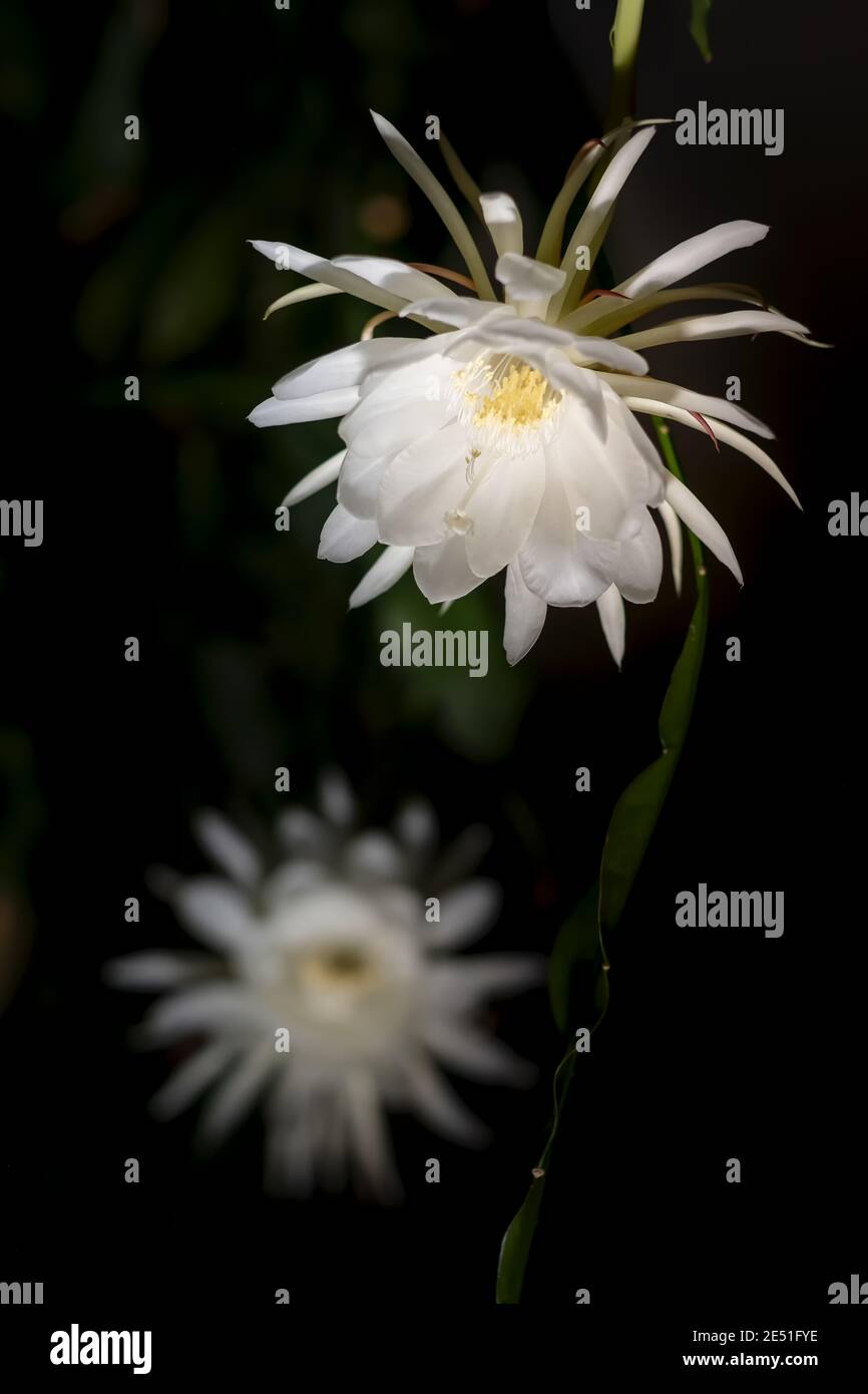 Vorderansicht von zwei weißen Blüten der Königin der Nacht (Epiphyllum oxypetalum) Kaktuspflanze, nächtlich blühend, mit charmant, bezaubernd duftend Stockfoto