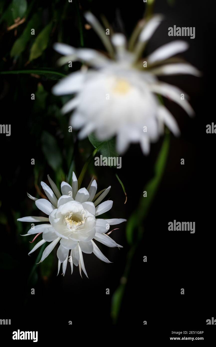 Zwei Blüten der Königin der Nacht (Epiphyllum oxypetalum) Kaktusarten produzieren nächtliche, duftende weiße Blüten, Kopierraum Stockfoto