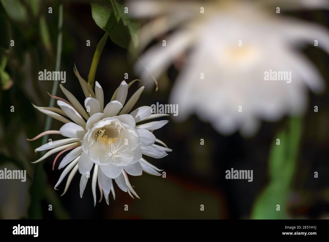 Vorderansicht einer zwei weißen Blüte der Königin der Nacht (Epiphyllum oxypetalum) Kaktuspflanze, nächtlich blühend, mit bezaubernd duftend Stockfoto