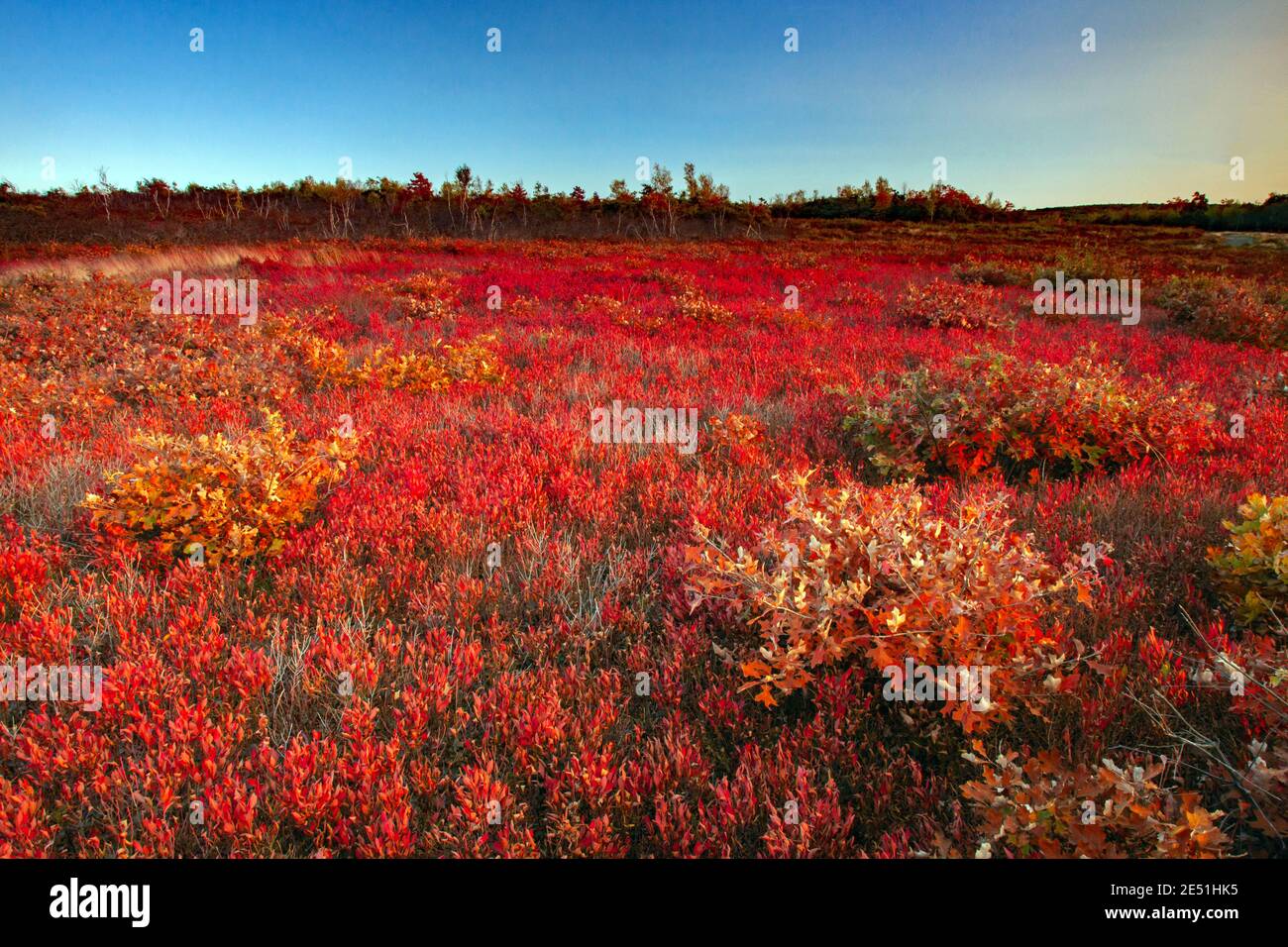 Moosic Mountain in Lackawanna County, Pennsylvania umfasst 15,000 Hektar bewaldeten Appalachian Ridgetop und Heide barrens. Die Heide barrens cont Stockfoto