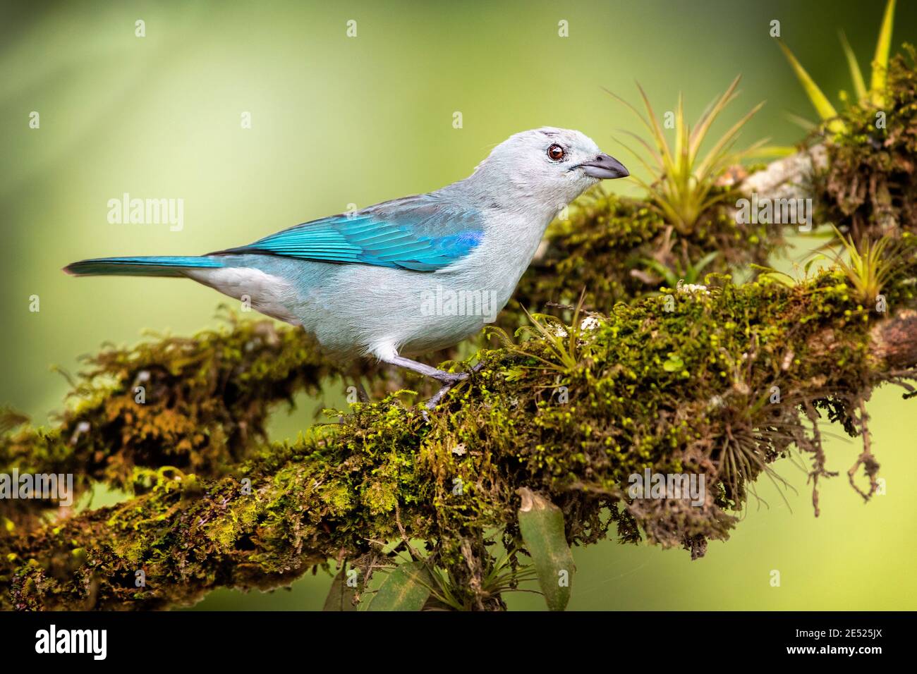 Der blau-graue Tanagervogel (Thraupis episcopus) in der Provinz Cartago, Tayutic, Costa Rica Stockfoto