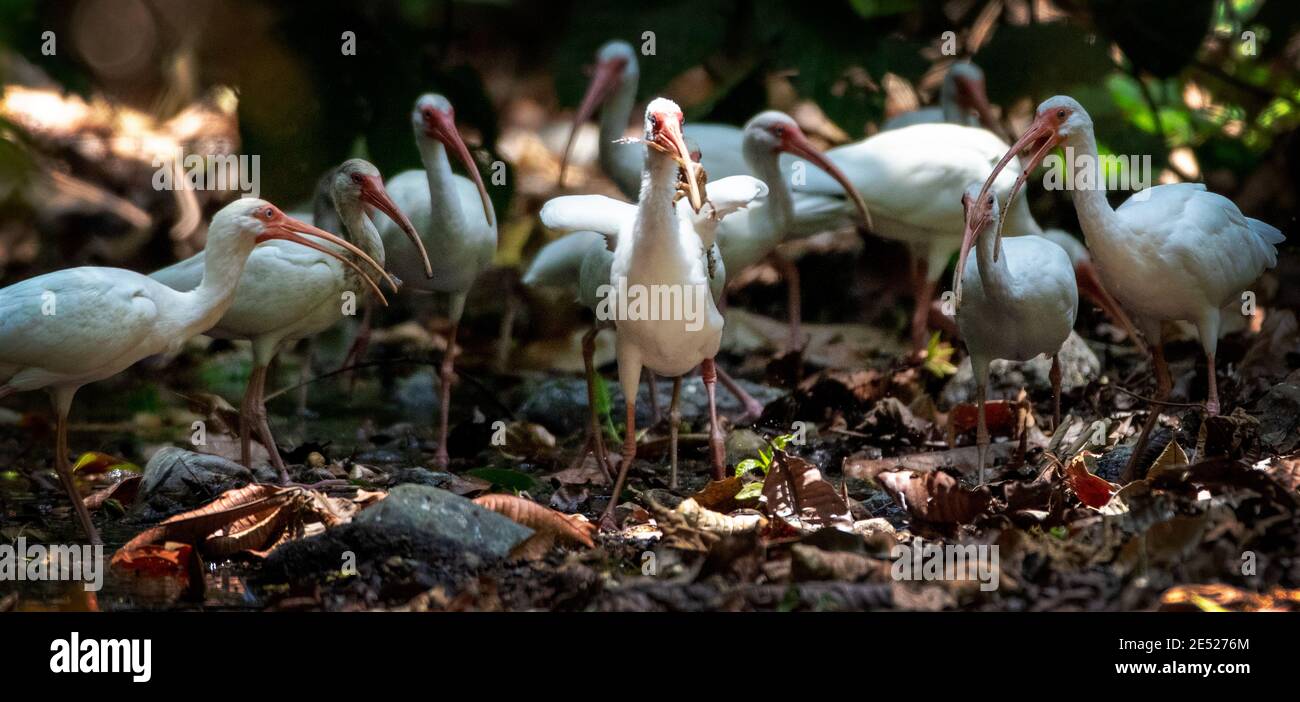 American White Ibis Vögel (Eudocimus albus) in Carara Nationalpark, Puntarenas Provinz, Costa Rica Stockfoto American White Ibis Vögel (Eudocimus albus) in Carara Nationalpark, Puntarenas Provinz, Costa Rica Stockfoto