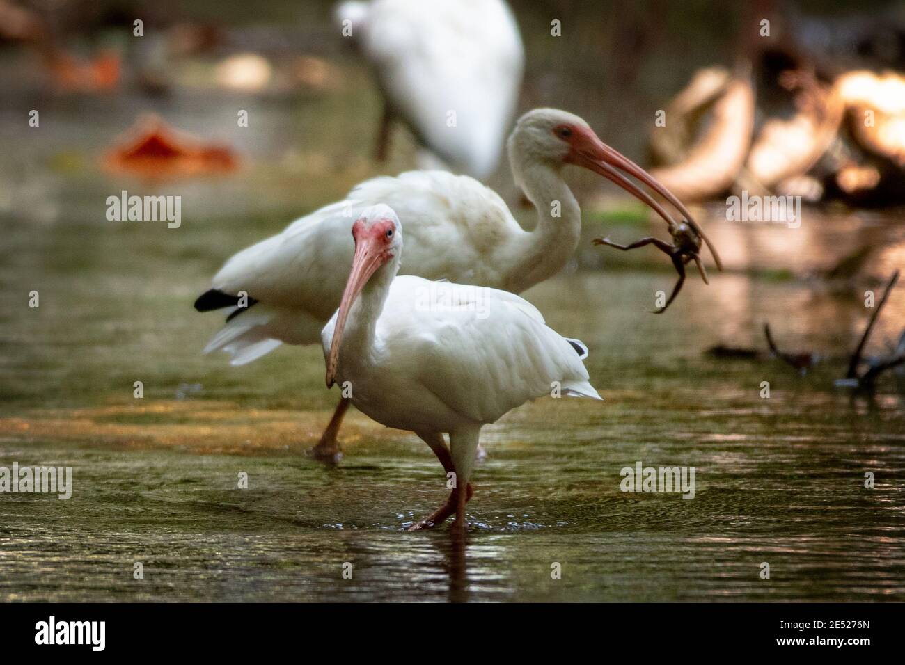 American White Ibis Vögel (Eudocimus albus) in Carara Nationalpark, Puntarenas Provinz, Costa Rica Stockfoto