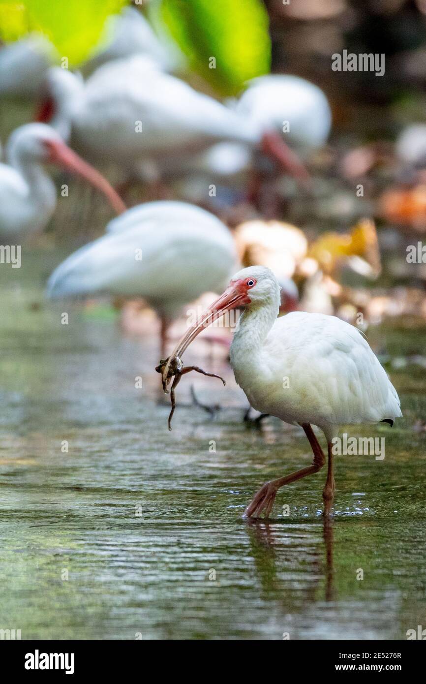 American White Ibis Vögel (Eudocimus albus) in Carara Nationalpark, Puntarenas Provinz, Costa Rica Stockfoto American White Ibis Vögel (Eudocimus albus) in Carara Nationalpark, Puntarenas Provinz, Costa Rica Stockfoto