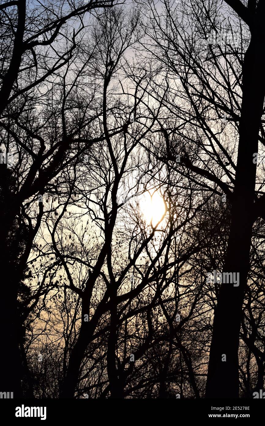 Bäume und Sträucher im Winter von einem Sonnenuntergang hinterleuchtet Stockfoto