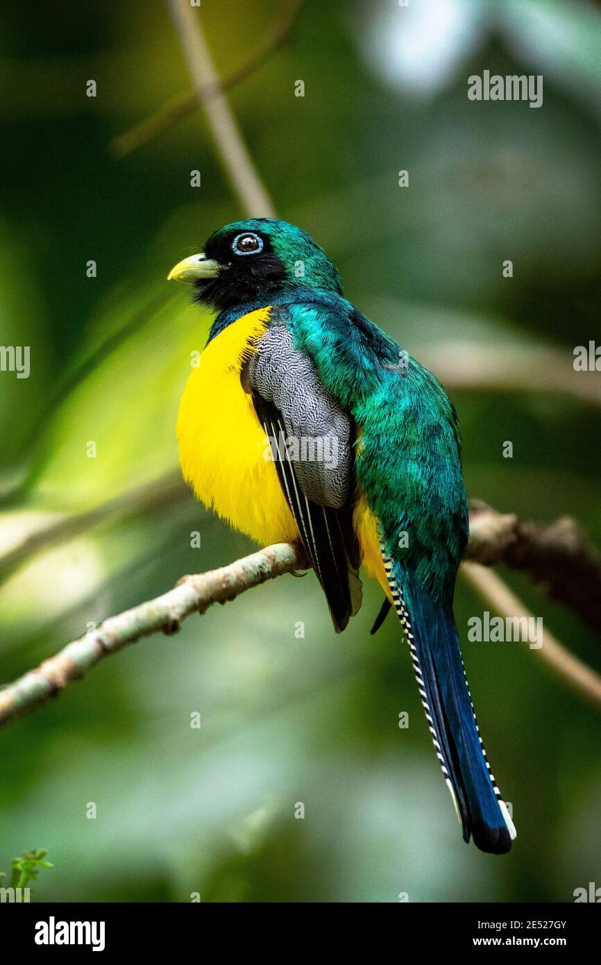 Ein männlicher Schwarzkehltrogon, auch bekannt als Gelbbauchtrogon (Trogon rufus) in Costa Rica Stockfoto