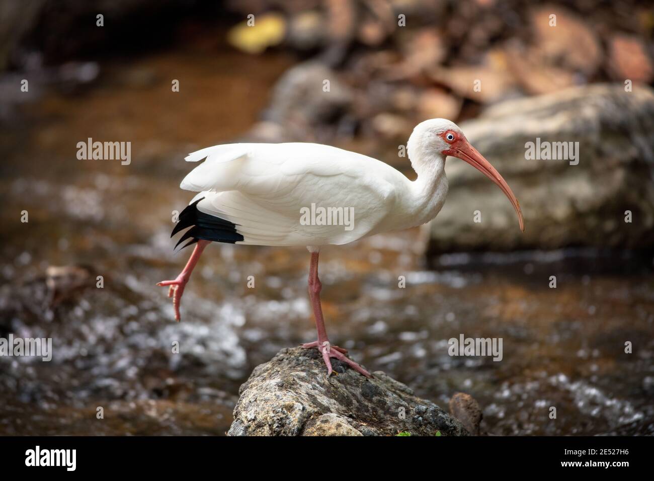 Eine amerikanische weiße Ibis Vögel (Eudocimus albus) in Carara Nationalpark, Puntarenas Provinz, Costa Rica Stockfoto