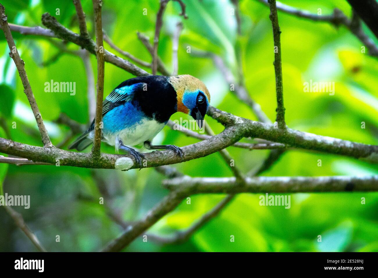 Ein Tanager mit Goldhaube (Tangara Larvata) in Costa Rica Stockfoto