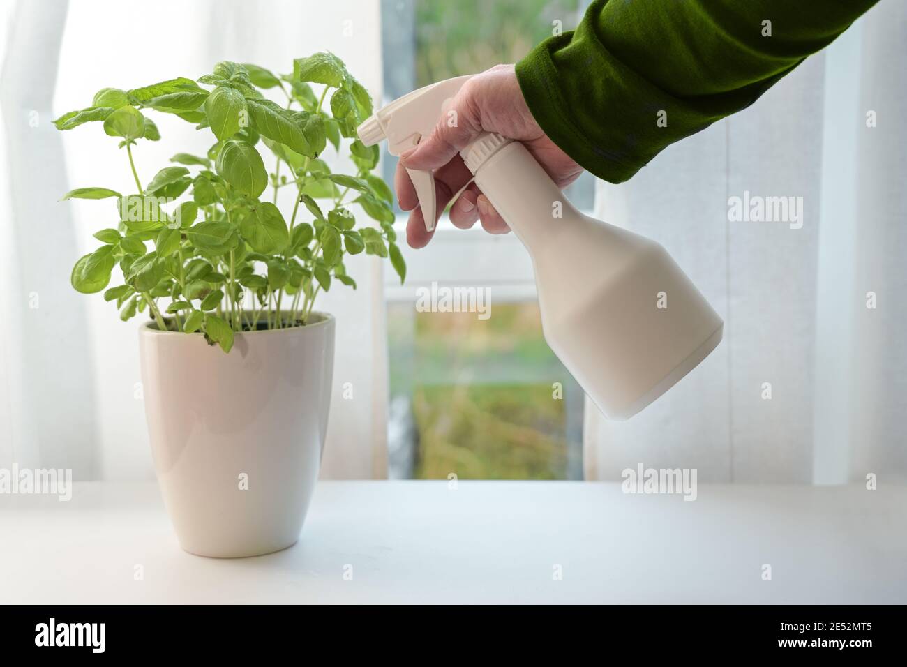 Topfbasilpflanze wird mit Wasser besprüht, Anbau von frischen Kräutern auf der Fensterbank in der Küche, ausgewählte Fokus Stockfoto