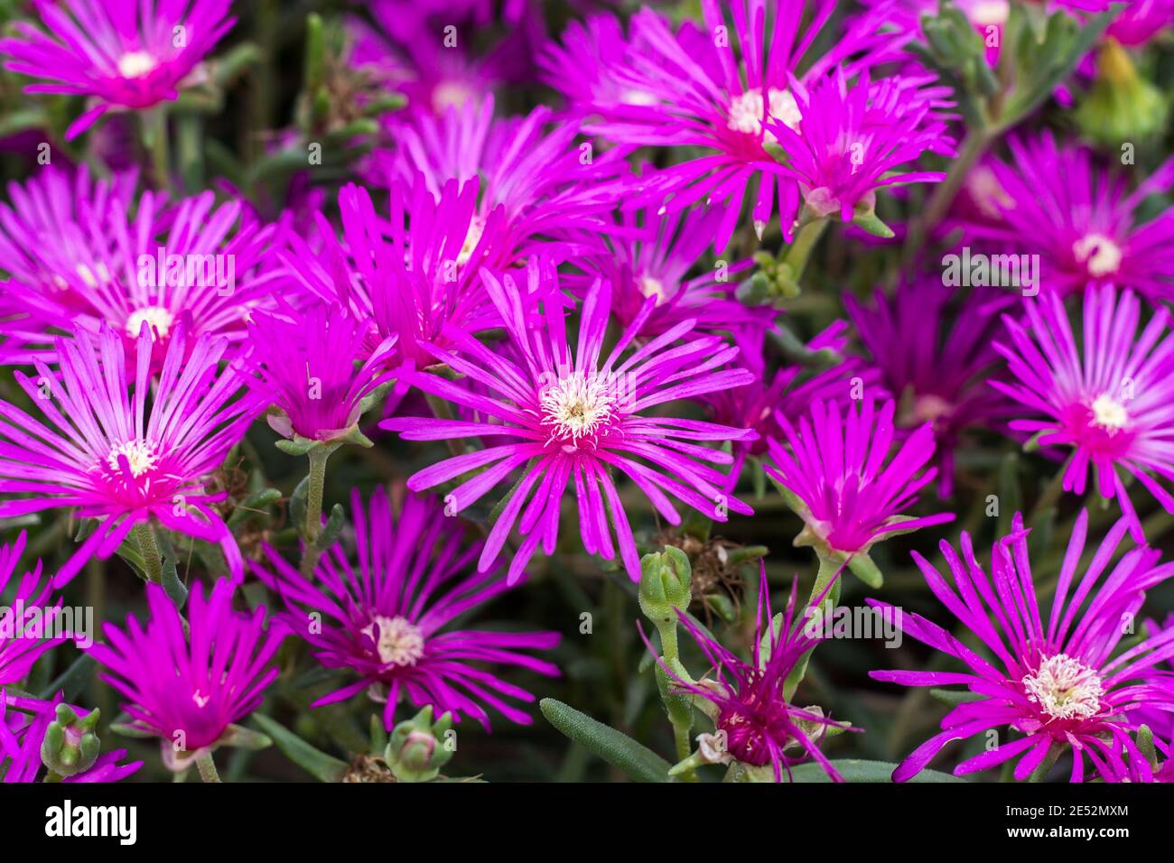 Nahaufnahme von Georgia Aster Blumen, Symphyotrichum georgianum, ist eine seltene blühende Pflanze der Familie Compositae. Stockfoto