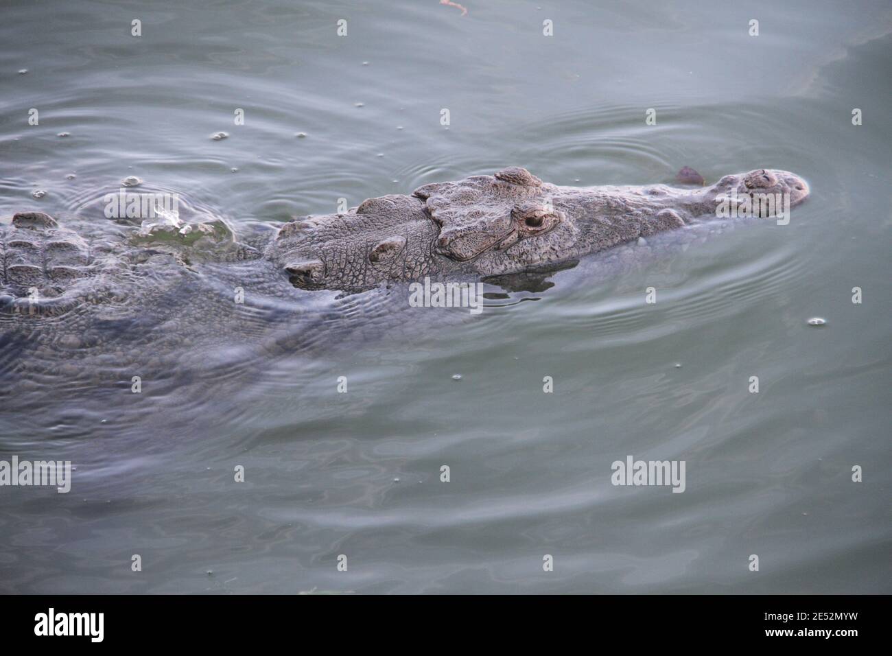 Cancun, Mexiko. Januar 2021. CANCUN (MEXIKO), 25/01/2021 - CROCODILOS SAO VISTO NA LAGOA DE CANCUN - E comum ver crocodilos nadando na lagoa de Cancun e ha um aviso para as pessoas nao nadar ou pescar na lagoa por causa do perigo dos crocodilos. Quelle: Niyi Fote/TheNEWS2/ZUMA Wire/Alamy Live News Stockfoto