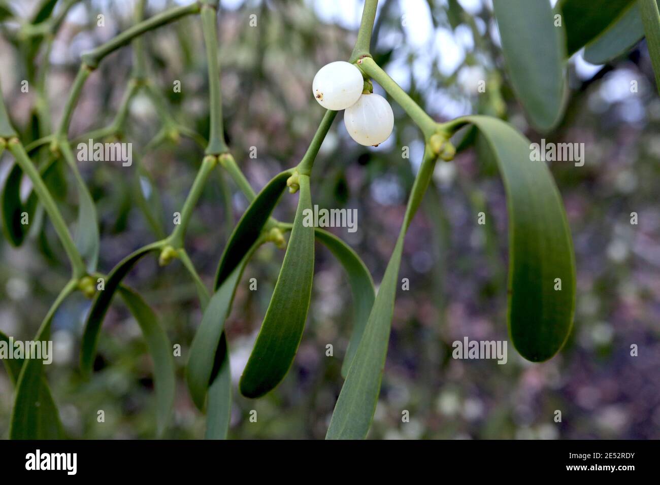 Viscum Album Mistletoe – weiße Beeren und geflügelte Blattpaare, Januar, England, UK Stockfoto