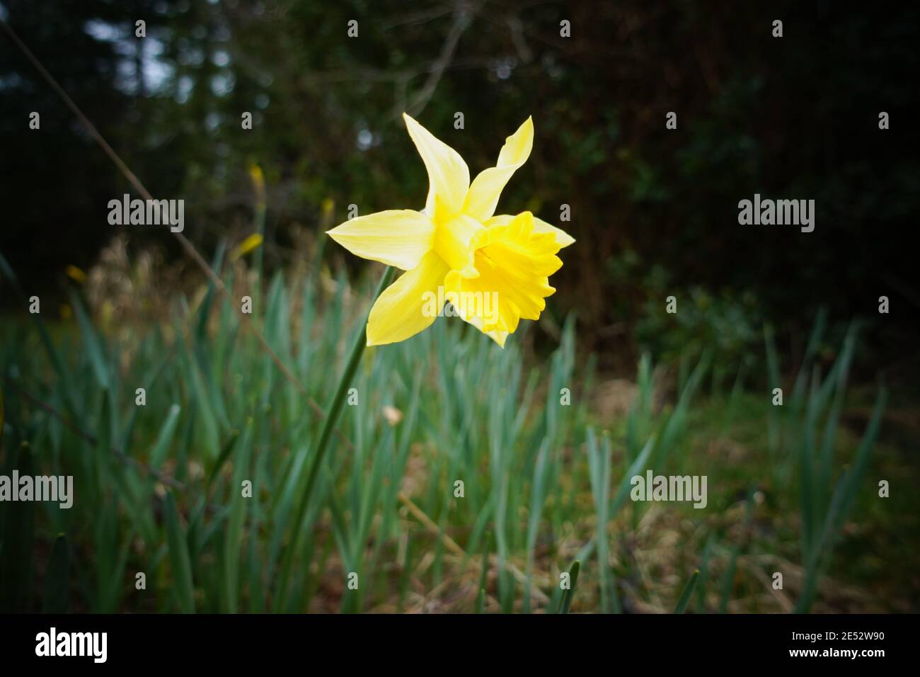 Leuchtend gelbe Blume im Park. Stockfoto