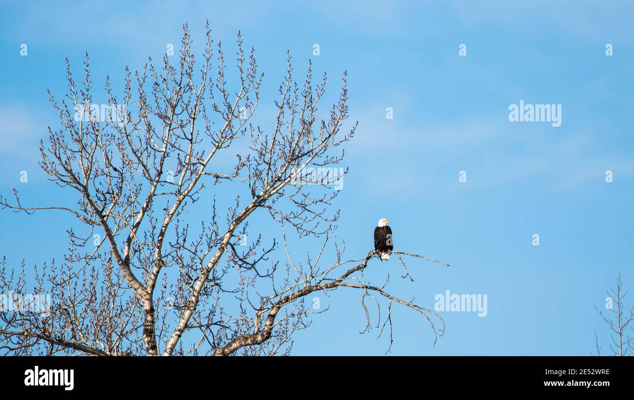 Bald Eagle in Montana Stockfoto