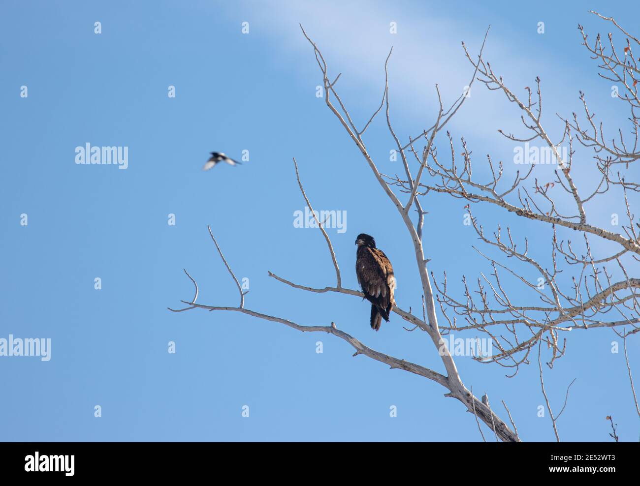 Vogel in Bozeman Montana Stockfoto