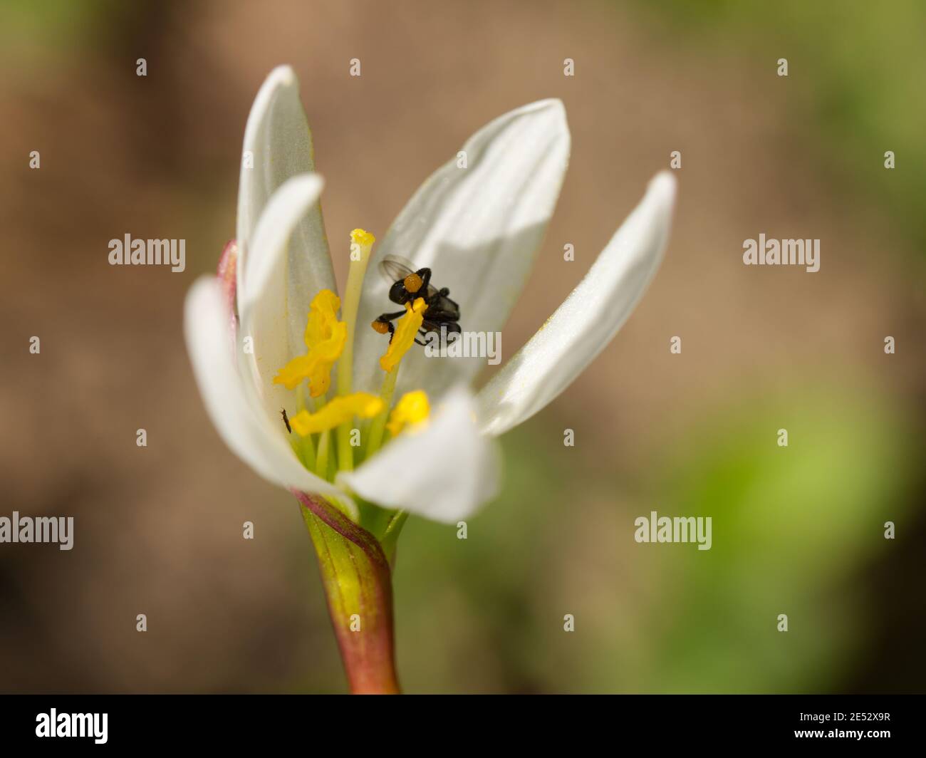 Australische Biene Stockfoto