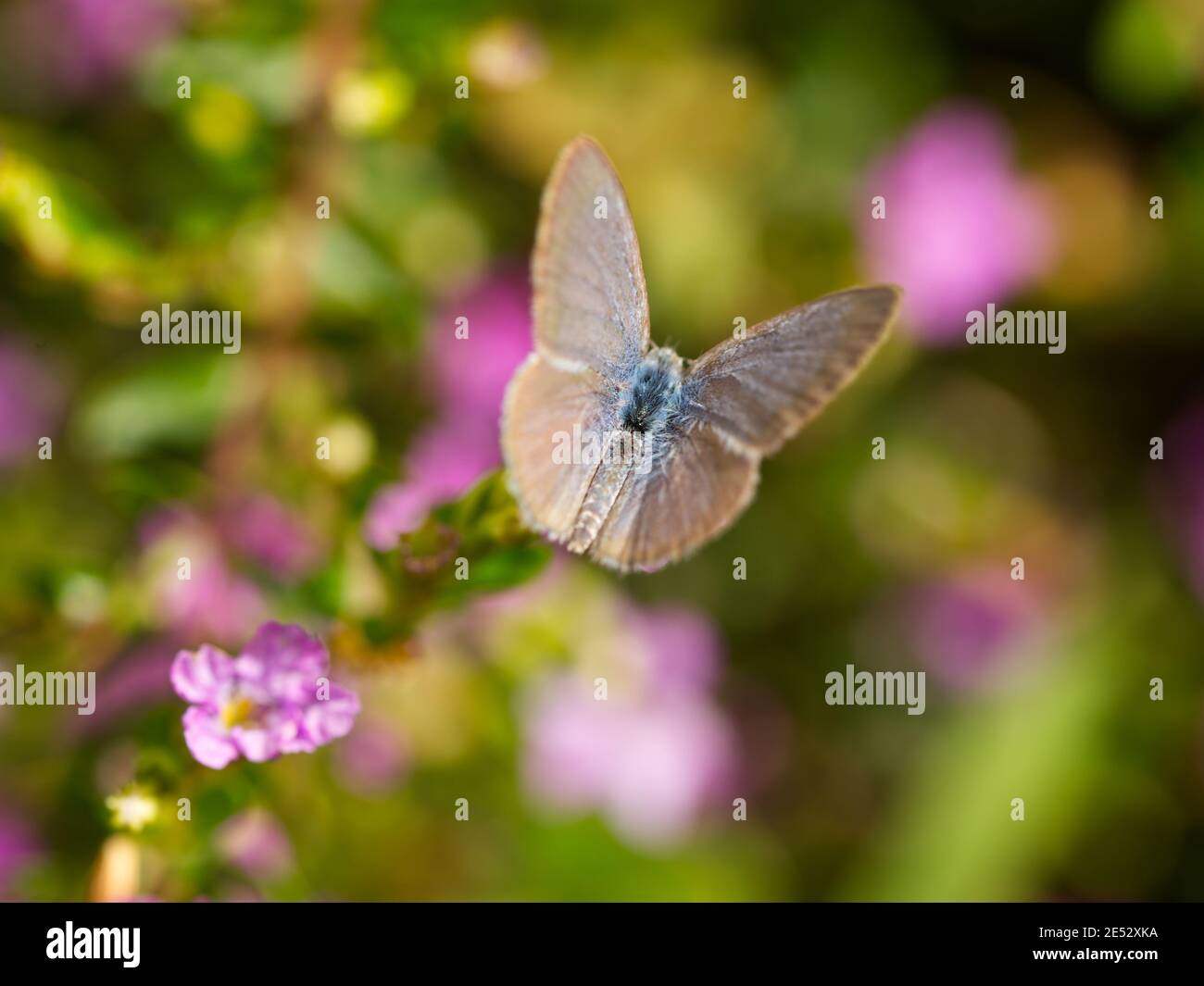 Blauer Schmetterling (Zizina labradus) Stockfoto