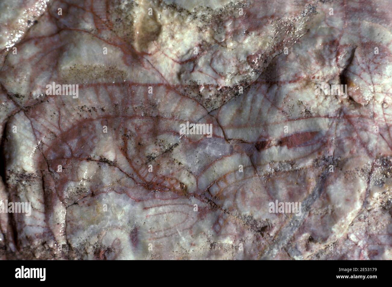 FOSSILIEN (ARCHAEOCYATHIDS, KAMBRIUM, 500 MILLIONEN JAHRE AG0, AUSGESTORBENE SCHWÄMMERGRUPPE) BRACHINA SCHLUCHT IM FLINDERS RANGES NP, SOUTH AUSTRALIA. Stockfoto