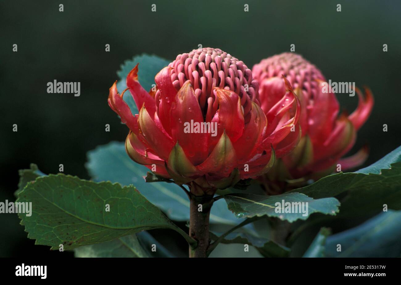 Blumenemblem -Fotos und -Bildmaterial in hoher Auflösung – Alamy