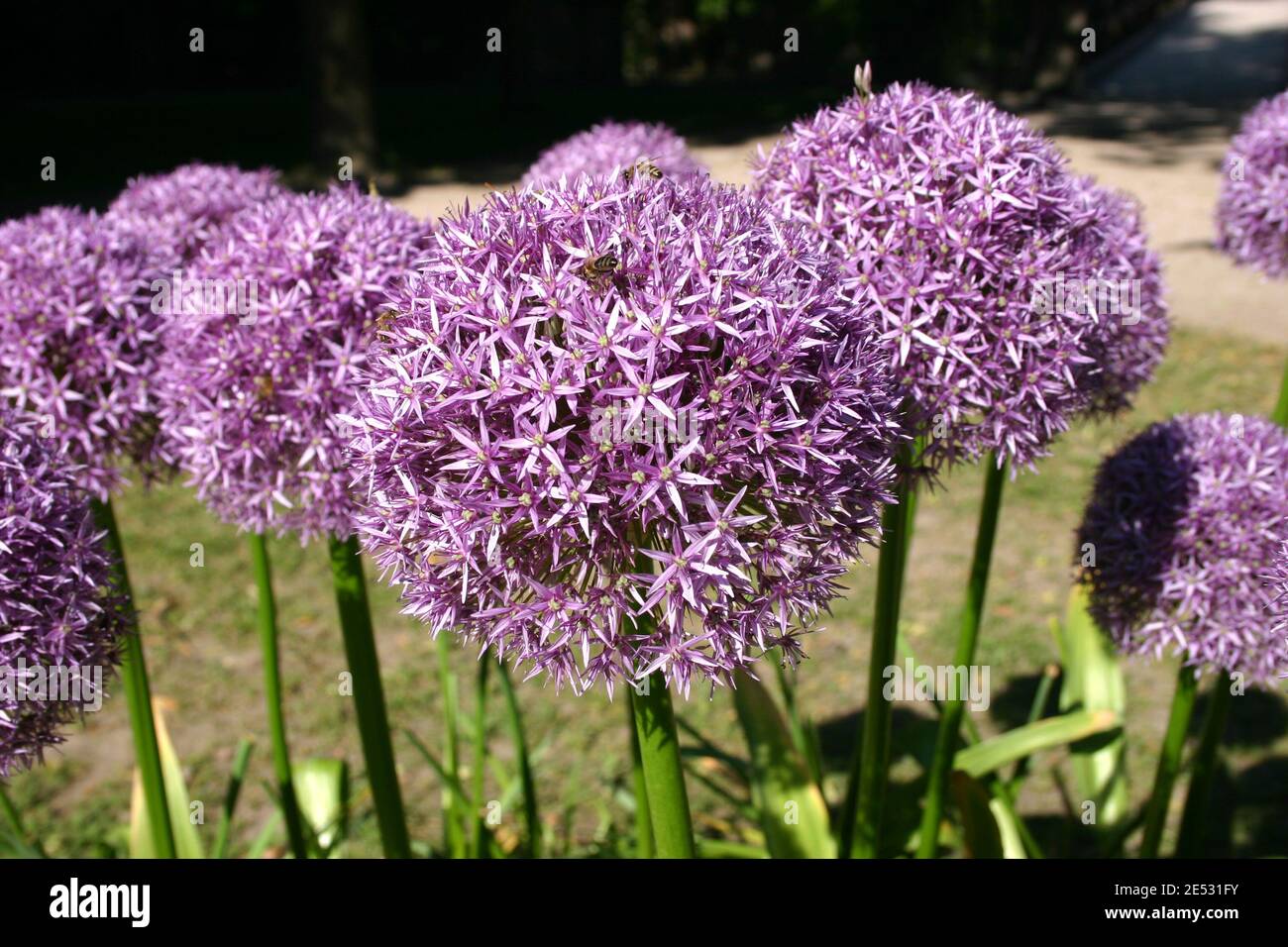 NAHE AUFNAHME VON RIESIGEN ZIERLÜMMELBLÜTEN (ALLIUM) EINE ASIATISCHE ZIEGERLÜMMELART, DIE IN MITTEL- UND SÜDWESTASIEN HEIMISCH IST. Stockfoto