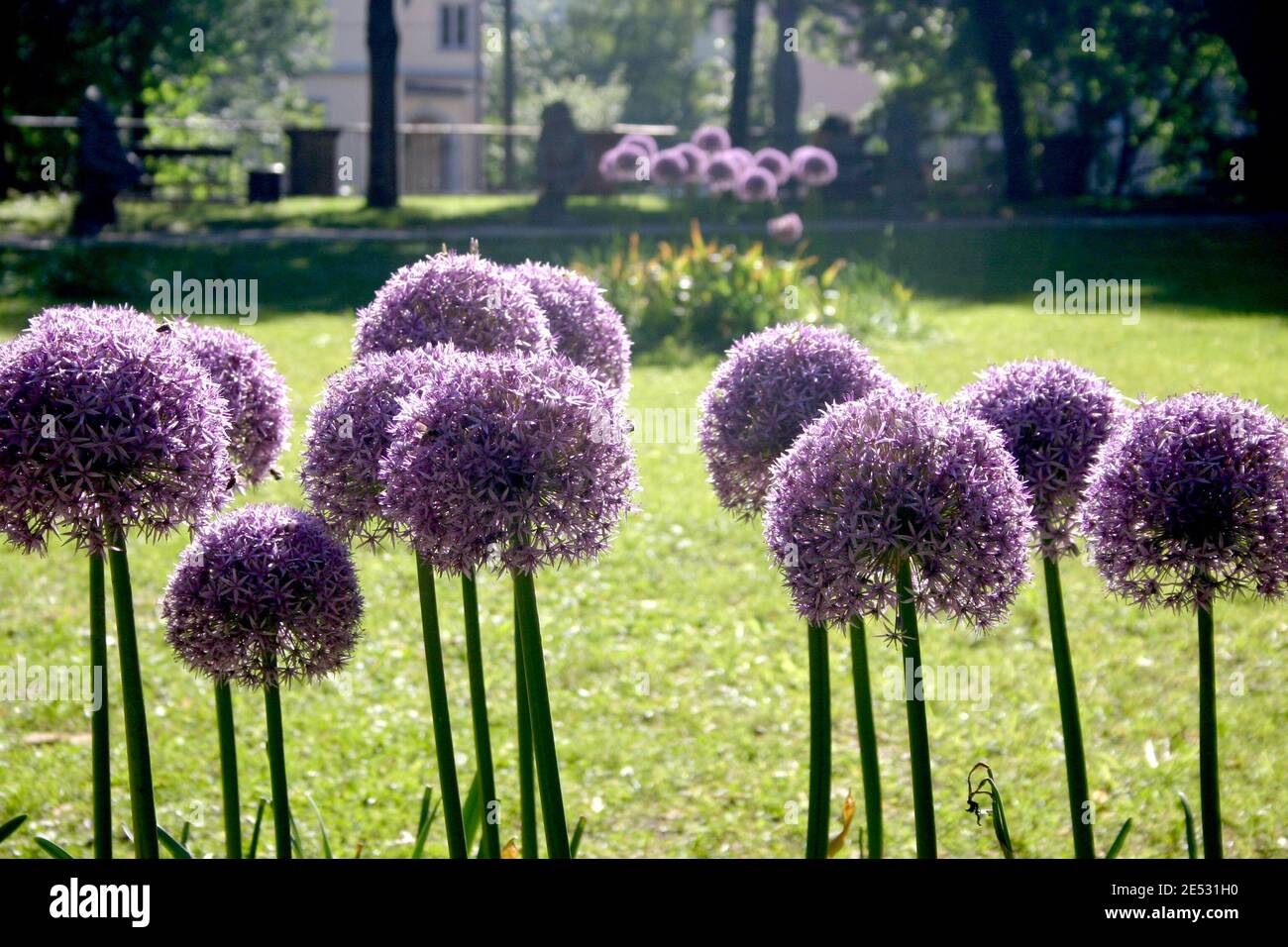 RIESEN ZIERZWIEBELBLÜTEN (ALLIUM) SIND EINE ASIATISCHE ZWIEBELART, DIE IN ZENTRAL- UND SÜDWESTASIEN BEHEIMATET IST. Stockfoto