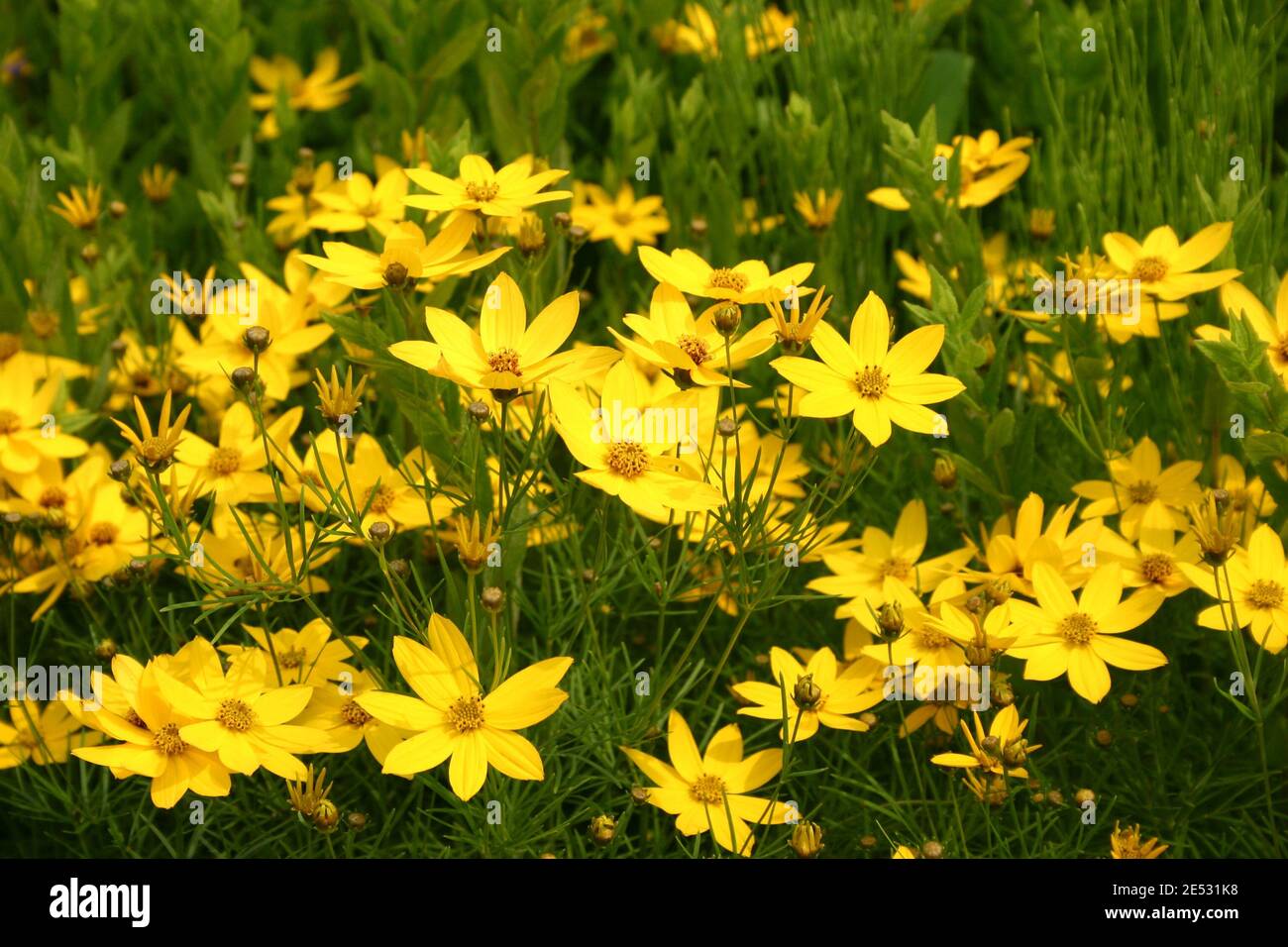 Gelbe stauden Fotos und Bildmaterial in hoher Auflösung Alamy