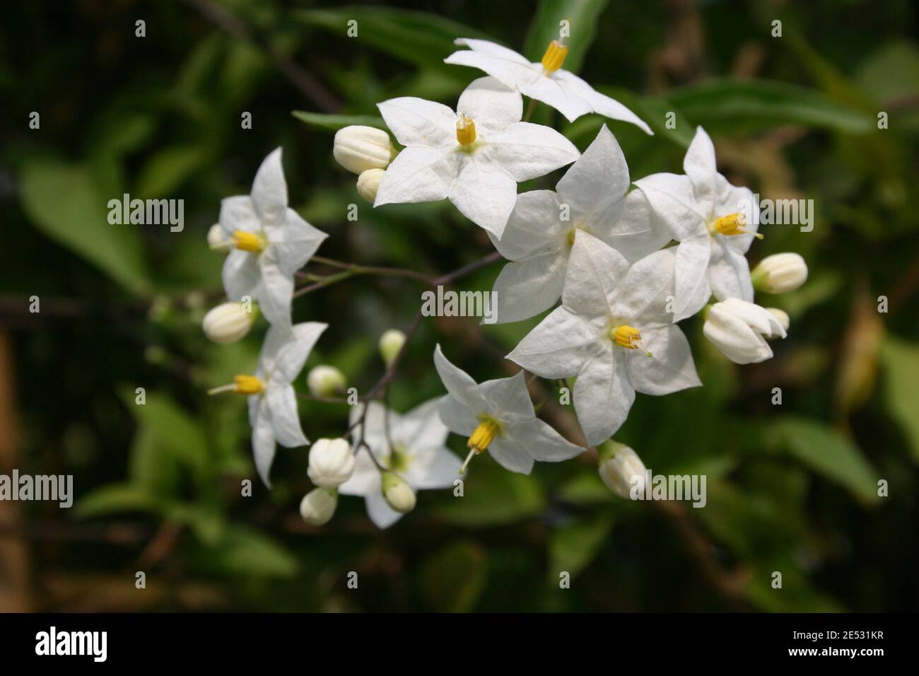 NAHAUFNAHME DER WEISSEN BLÜTEN VON SOLANUM JASMINOIDES, DIE ALLGEMEIN ALS KARTOFFELREBE BEKANNT SIND. Stockfoto