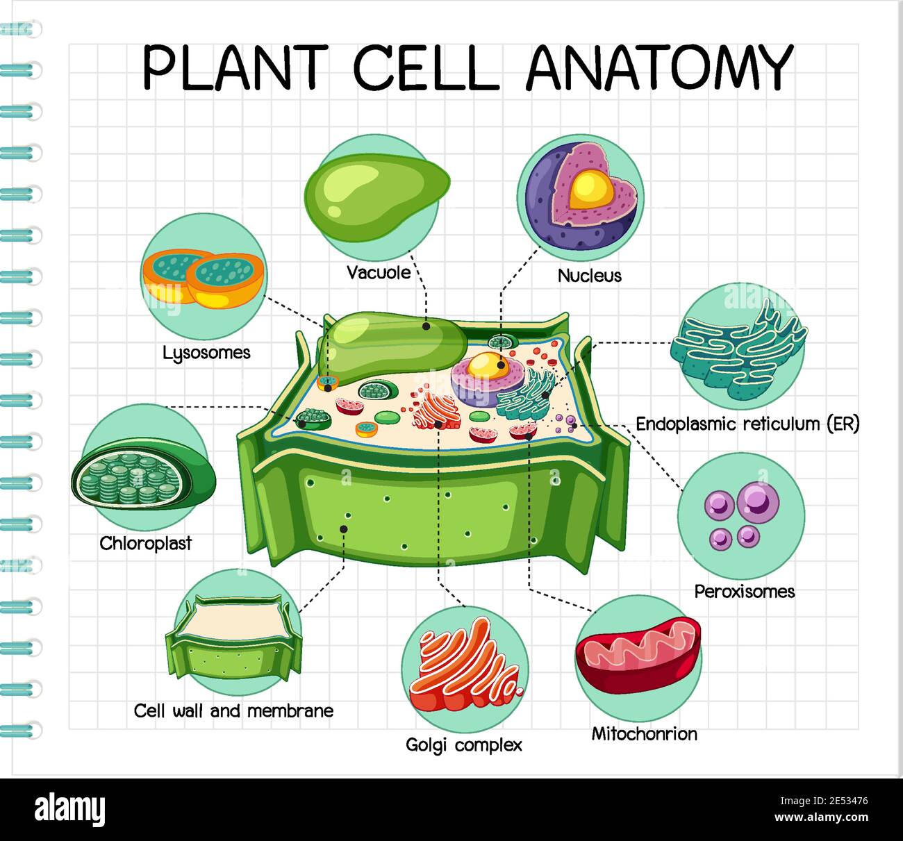 Anatomie der Pflanzenzelle (Biologiediagramm) Illustration Stock Vektor