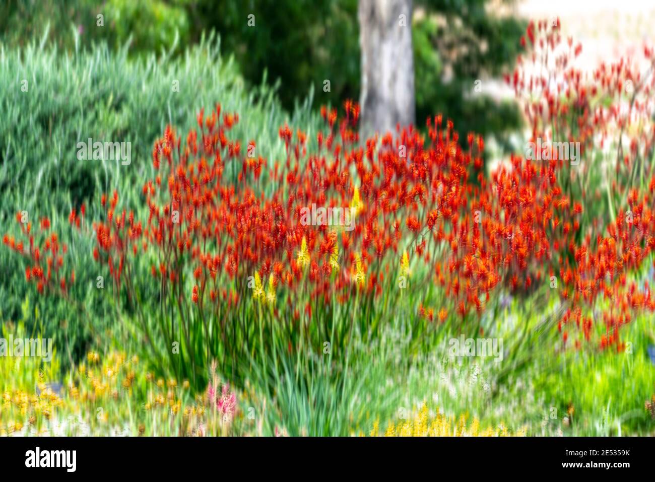 Red Kangaroo Paw Pflanzen in einem australischen Garten Einstellung Stockfoto