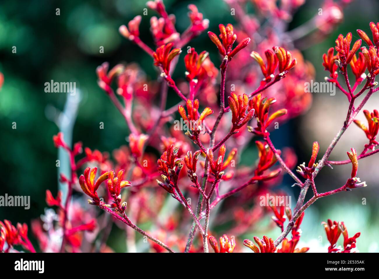 Rote Känguru Pfote Pflanzen Stockfoto