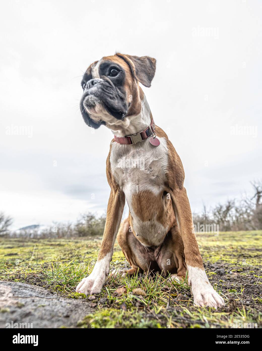 Lustiges Gesicht 9 Monate alt reinrassig golden Welpen deutsche Boxer Hund  Nahaufnahme Stockfotografie - Alamy