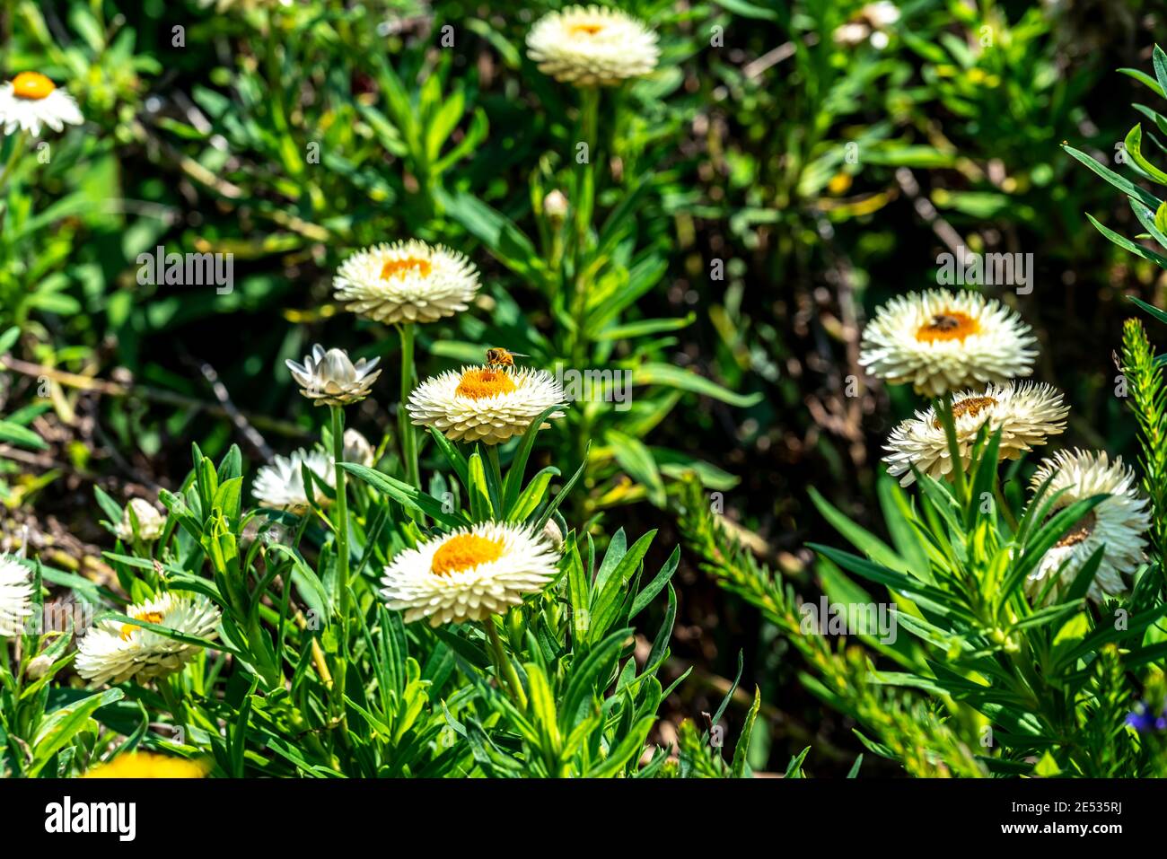 White Paper Gänseblümchen mit gelber Mitte in einem Australier Gartenanlage Stockfoto