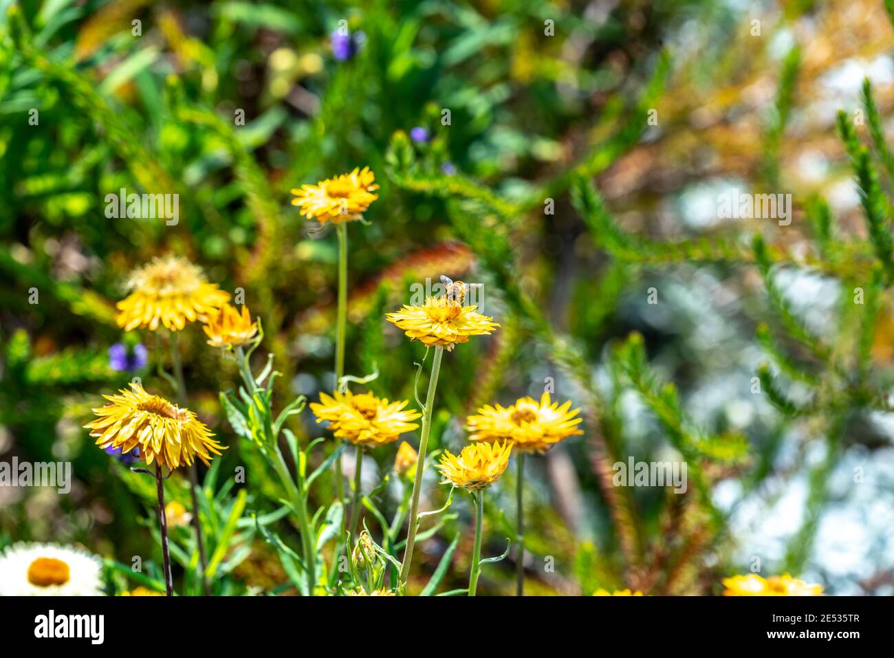 Eine Biene sammelt Nektar auf einem Bündel von Yellow Paper Daisies, in einem australischen Garten Einstellung Stockfoto