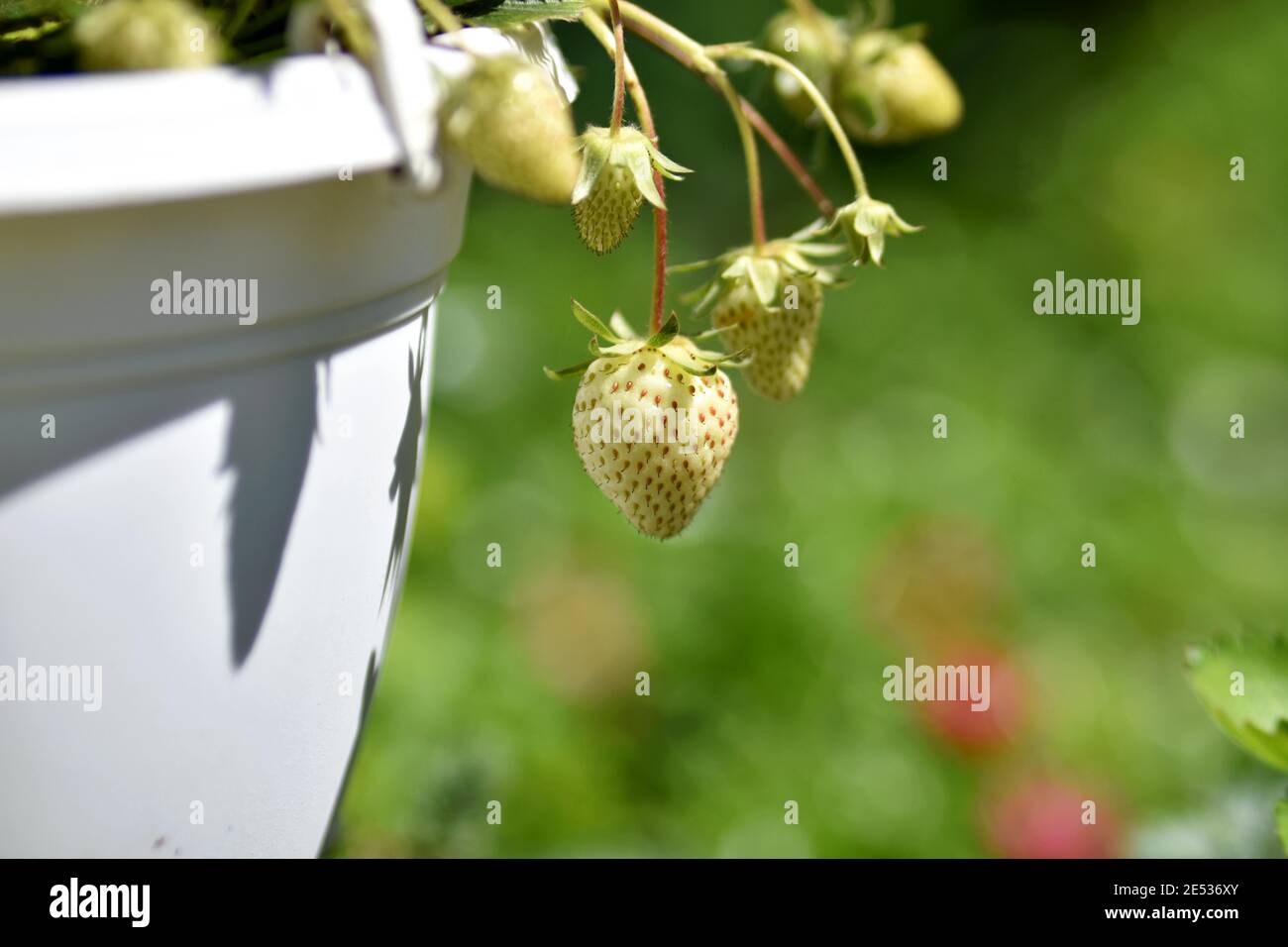 Speichern Download Vorschau Töpfe mit Erdbeerpflanzen im Garten an sonnigen Tagen. Vintage botanischen Hintergrund mit Pflanzen, Home Hobby Stockfoto