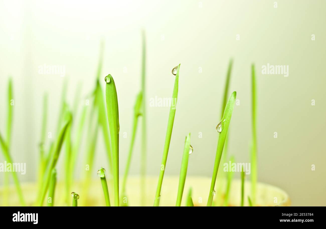 Junge Hafertriebe mit einem Tropfen Wasser auf der Spitze. Sprouted Hafer sind ein beliebtes Kraut für Katzen. Stockfoto