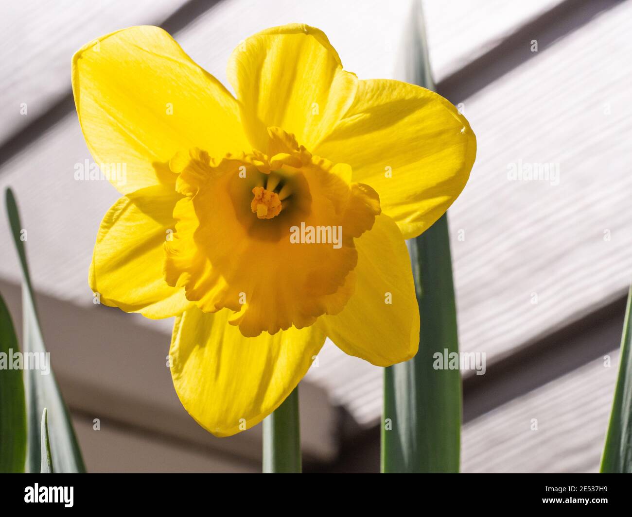 Lent Lily (Narcissus pseudonarcissus) ist eine mehrjährige blühende Pflanze, die häufig in Gärten angebaut wird. Stockfoto