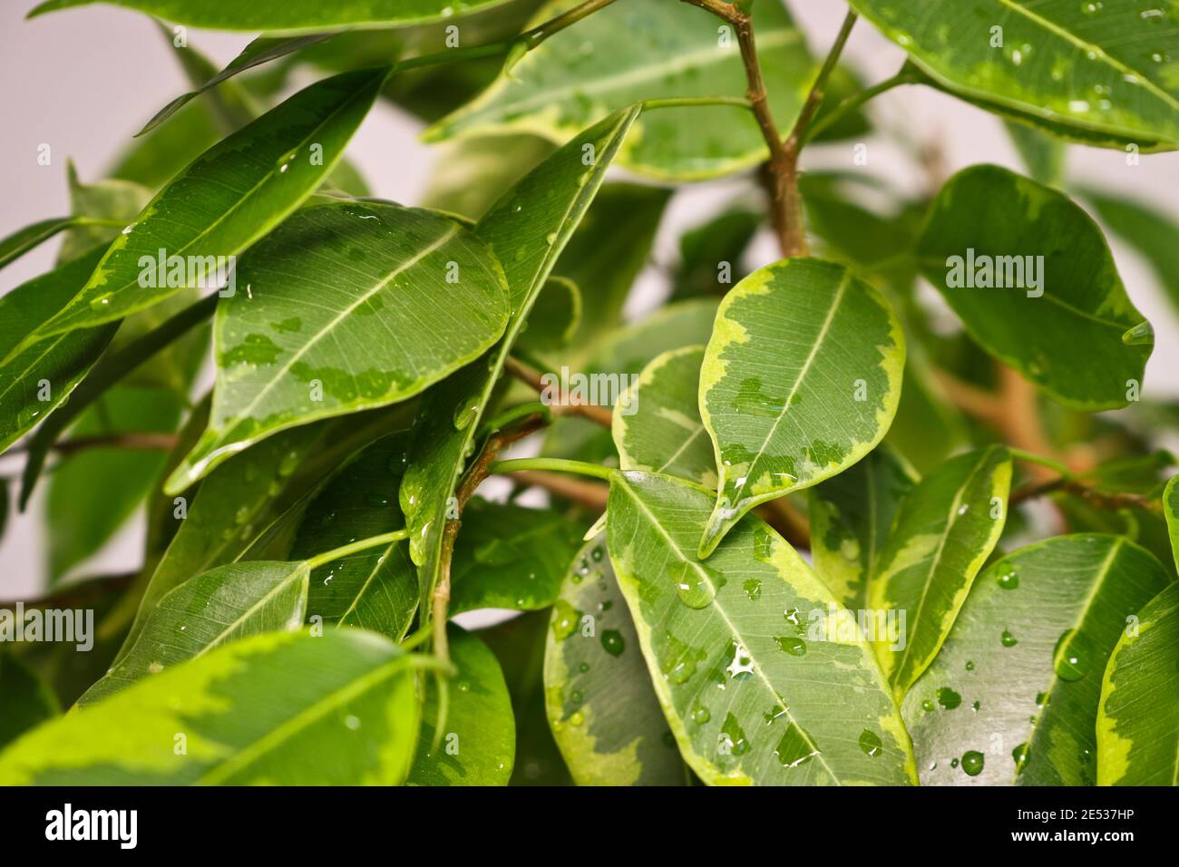 Ficus benjamin Pflanze Bltter in Tropfen Wasser nach dem Sprhen, in einem  Topf auf einem hellen Hintergrund Nahaufnahme. Weicher, selektiver Fokus.  Innenanlage fr Innenrume f Stockfotografie - Alamy