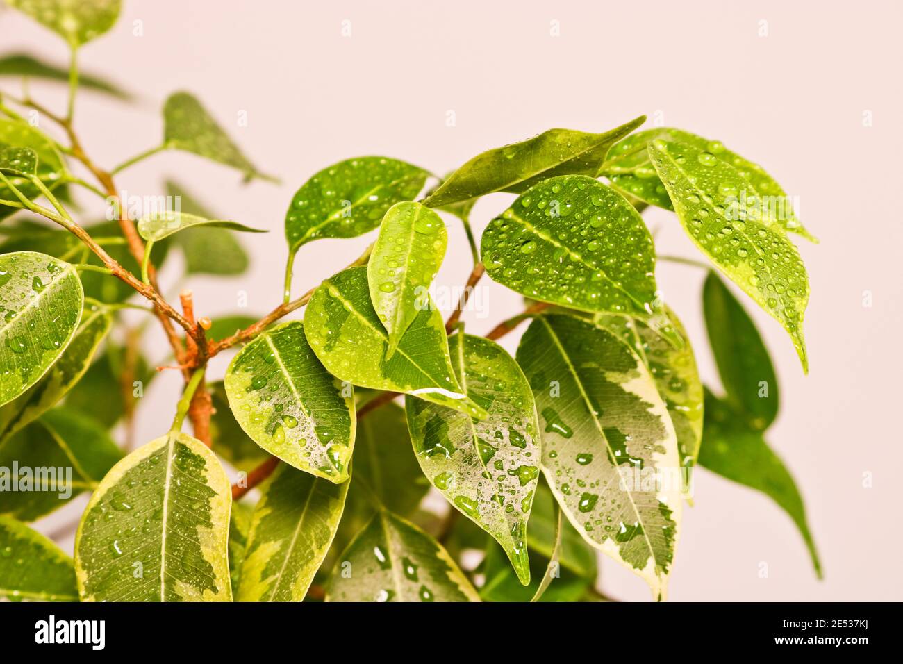Ficus benjamin Pflanze Blätter in Tropfen Wasser nach dem Sprühen, in einem  Topf auf einem hellen Hintergrund Nahaufnahme. Weicher, selektiver Fokus.  Innenanlage für Innenräume f Stockfotografie - Alamy