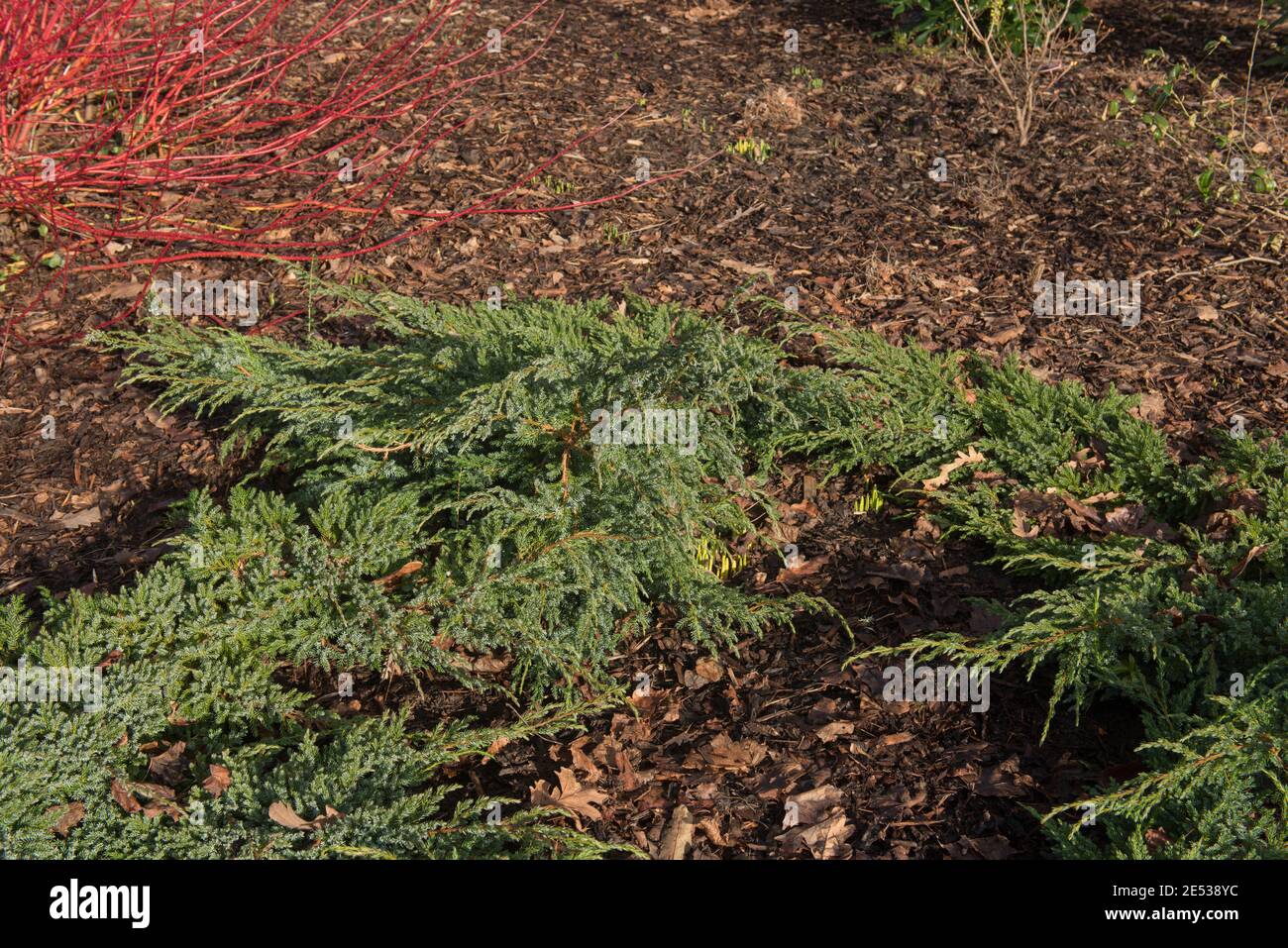 Winter Laub der Evergreen Boden bedeckt schuppige oder Himalaya Wacholderstrauch (Juniperus squamata „Blauer Teppich“) Wächst in einem Garten in Devon Stockfoto