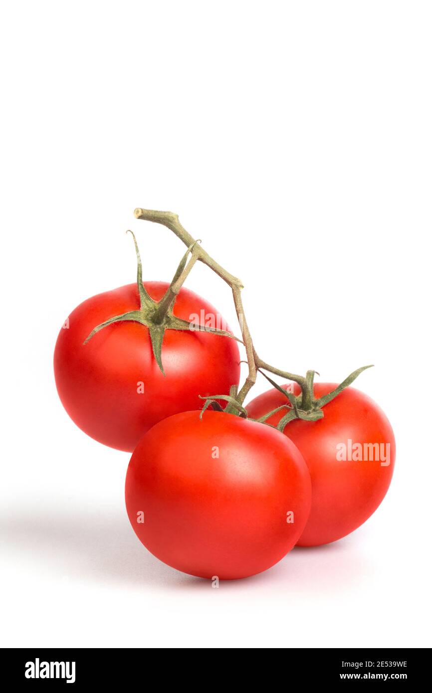 Tomaten auf der Rebe auf dem weißen Hintergrund. Stockfoto