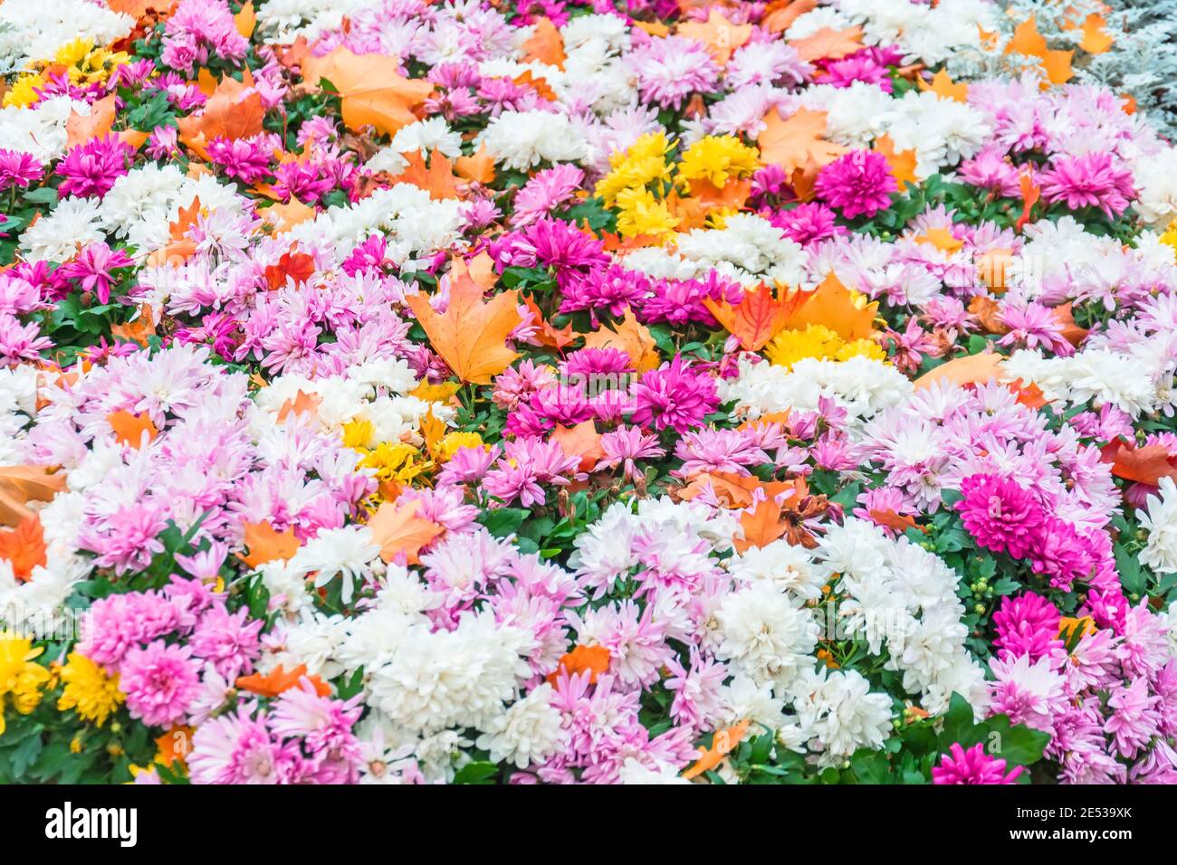 Blumenbeet mit blühenden Astern im Herbst, und bedeckt mit Fichtenorangen Blättern Stockfoto