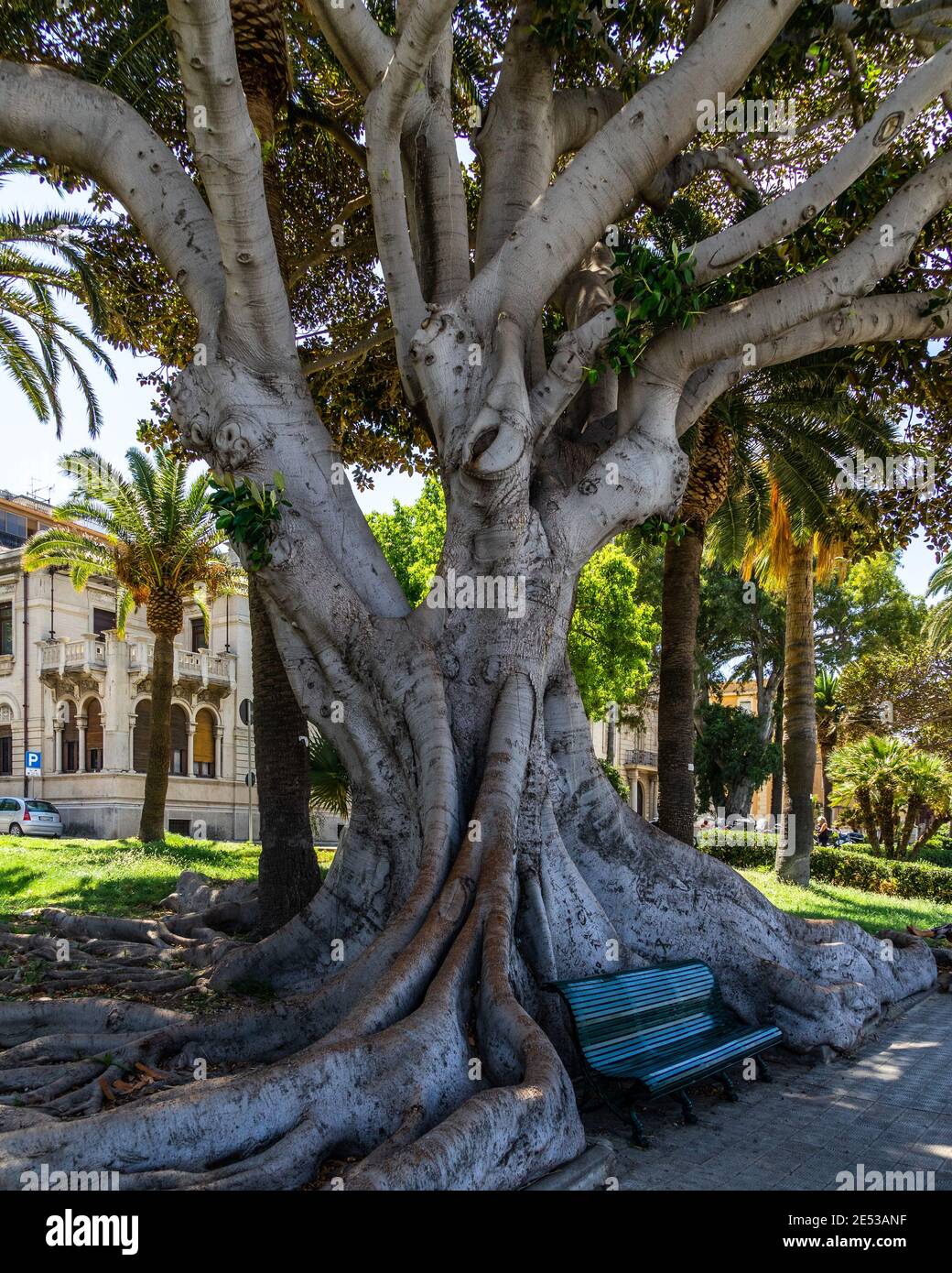 Eine säkulare Pflanze (Ficus macrophylla) entlang der Promenade von Reggio Calabria, Italien Stockfoto