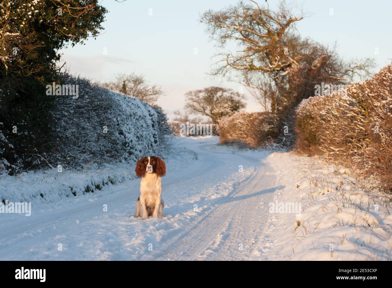 Englisch Springer Spaniel im Schnee in Großbritannien Stockfoto