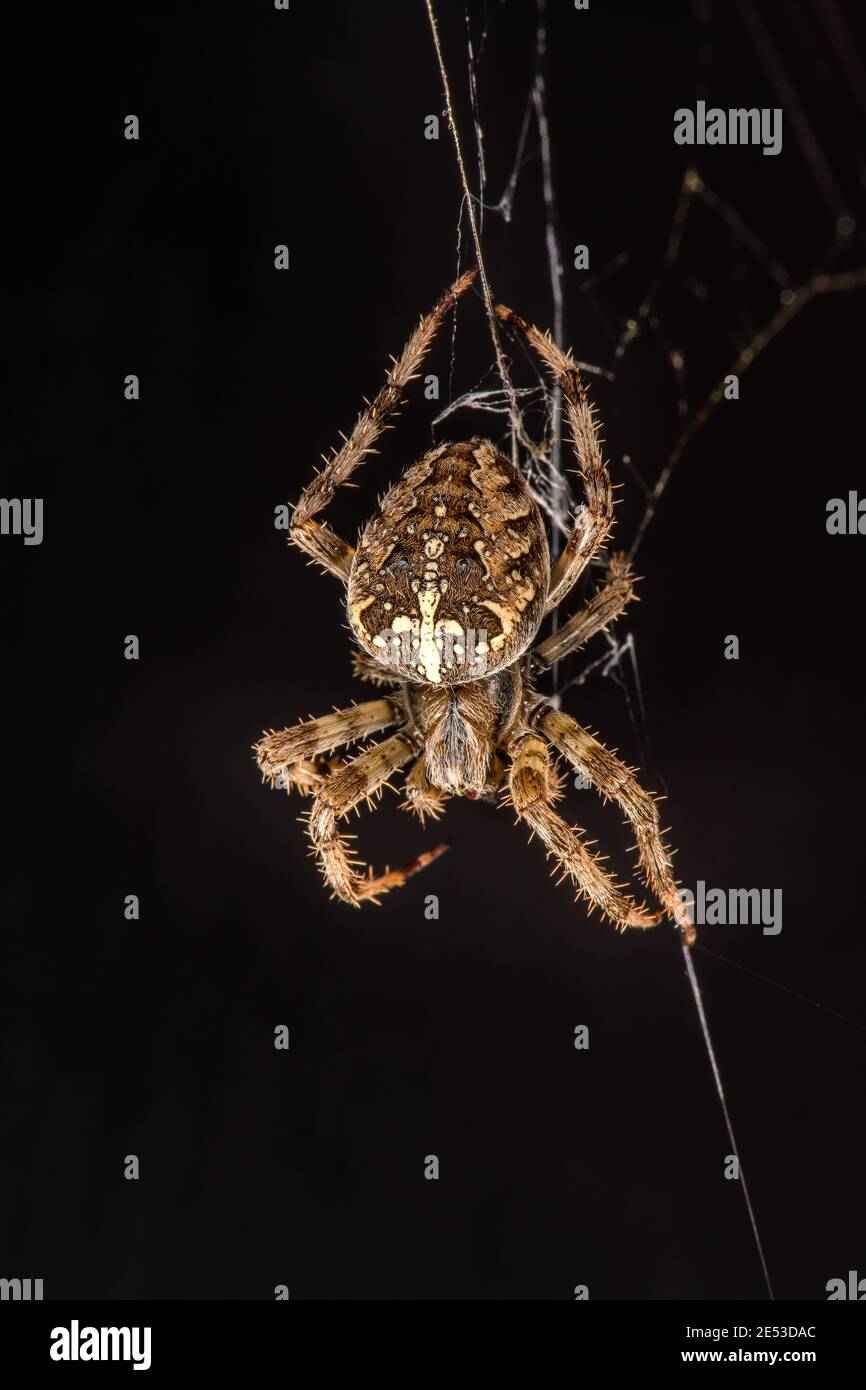 Garten Kreuz Spinne auf schwarzem Hintergrund Ausschnitt Ebene Platz für Text gekrönt Orb Weber hängen Kopf nach unten im Netz Stockfoto