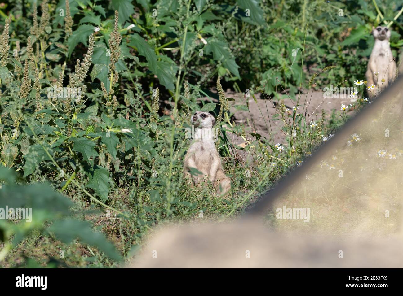 Zwei Erdmännchen sitzen getrennt voneinander, beide blicken in verschiedene Richtungen nach oben Stockfoto