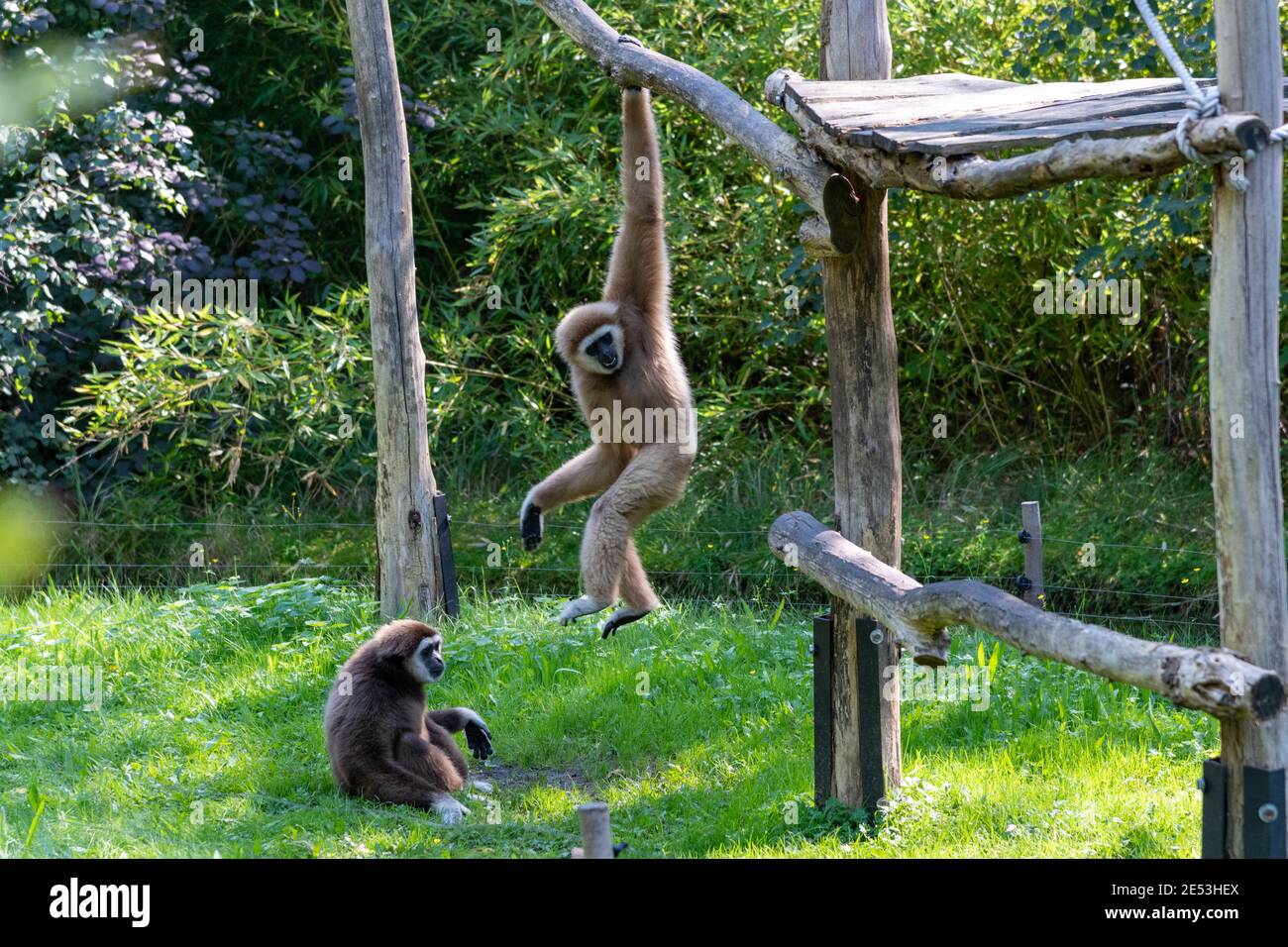 Zwei Gibbons in einem Gehege, einer hängt über dem anderen Gibbon, der auf dem grasgrünen Boden sitzt Stockfoto