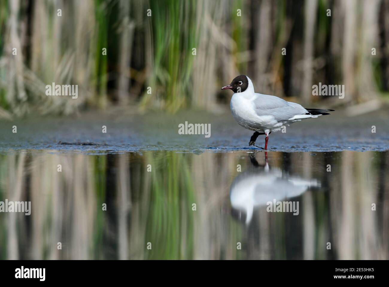 Gemeine Schwarzkopfmöwe - Chroicocephalus ridibundus, gemeine schöne Möwe aus europäischen Süßgewässern, Zahlinice, Tschechische Republik. Stockfoto