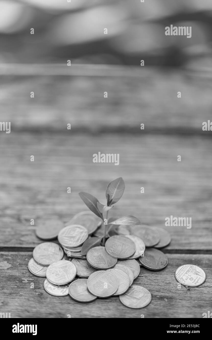 Black and White Money Growth Deposit Ihr Budget für Investitionen In Zukunft Stockfoto